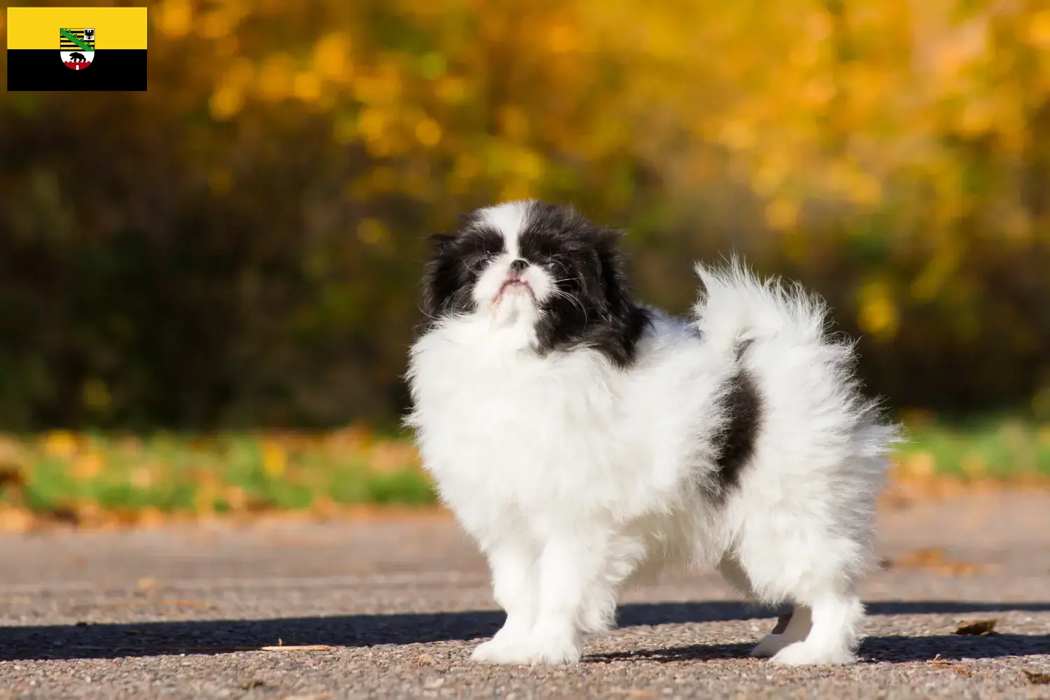 Read more about the article Criadores de Chin Japonês e cachorros em Saxónia-Anhalt