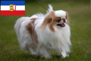 Read more about the article Japão Chin criadores e cachorros em Schleswig-Holstein