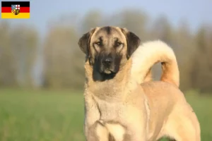 Read more about the article Criadores de Kangal e cachorros em Sarre