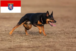 Read more about the article Criadores de Kelpie australiano e cachorros em Hessen