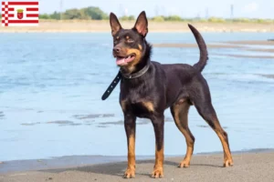 Read more about the article Criador de Kelpie australiano e cachorros em Bremen