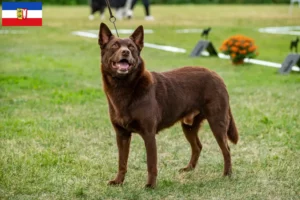 Read more about the article Criadores de Kelpie australiano e cachorros em Schleswig-Holstein