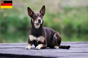 Read more about the article Criadores de Kelpie australiano e cachorros em Renânia-Palatinado