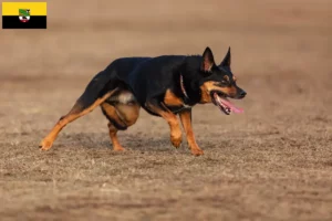 Read more about the article Criadores de Kelpie australiano e cachorros em Saxónia-Anhalt