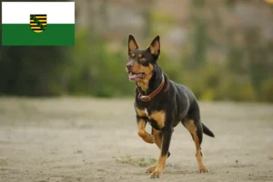 Read more about the article Criadores de Kelpie australiano e cachorros em Saxónia