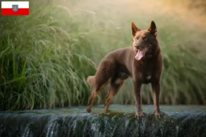 Read more about the article Criadores de Kelpie australiano e cachorros em Thuringia