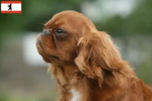 Read more about the article Criadores de King Charles Spaniel e cachorros em Berlim