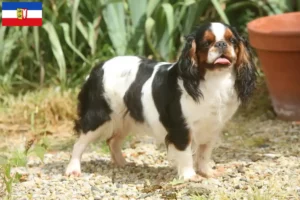 Read more about the article Criadores de King Charles Spaniel e cachorros em Schleswig-Holstein