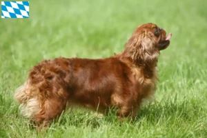 Read more about the article Criadores de King Charles Spaniel e cachorros na Baviera