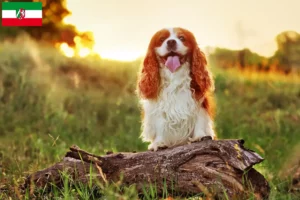 Read more about the article Criadores de King Charles Spaniel e cachorros na Renânia do Norte-Vestefália