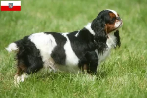 Read more about the article Criadores de King Charles Spaniel e cachorros em Thuringia