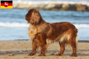 Read more about the article Criadores de King Charles Spaniel e cachorros na Baixa Saxónia