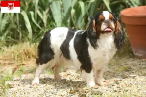 Read more about the article Criadores de King Charles Spaniel e cachorros em Brandenburg