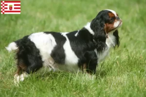 Read more about the article Criadores de King Charles Spaniel e cachorros em Bremen