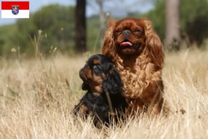 Read more about the article Criadores de King Charles Spaniel e cachorros em Hessen