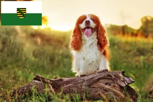 Read more about the article Criadores de King Charles Spaniel e cachorros na Saxónia