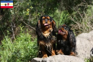 Read more about the article Criadores de King Charles Spaniel e cachorros em Mecklenburg-Vorpommern