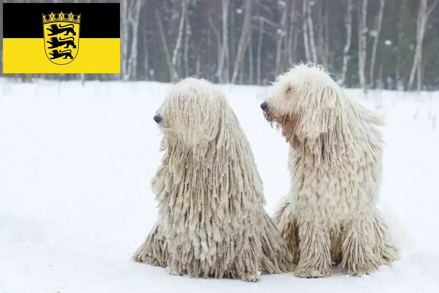 Read more about the article Criadores de Komondor e cachorros em Baden-Württemberg