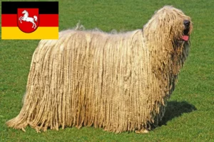 Read more about the article Criadores de Komondor e cachorros na Baixa Saxónia