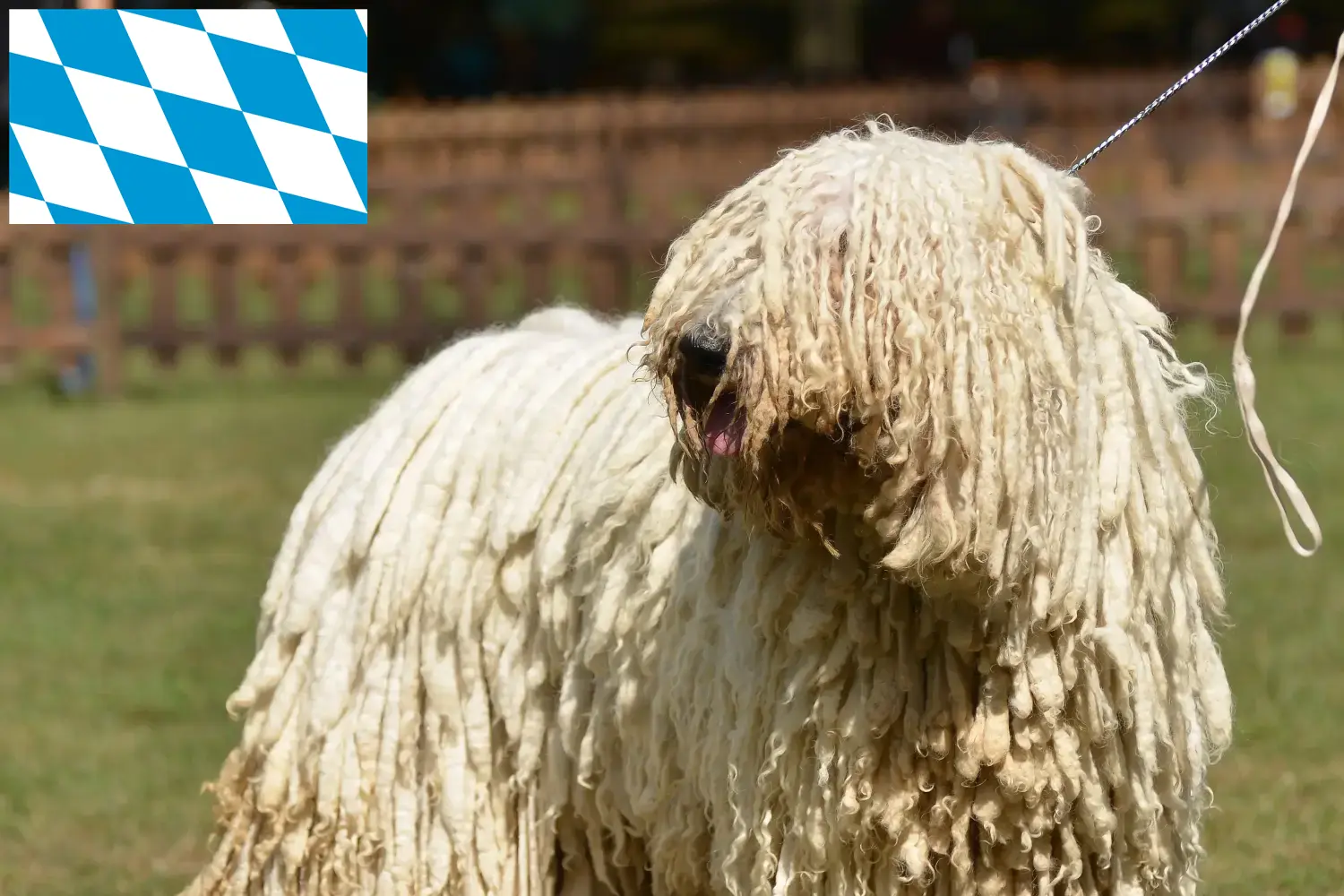 Read more about the article Criadores de Komondor e cachorros na Baviera