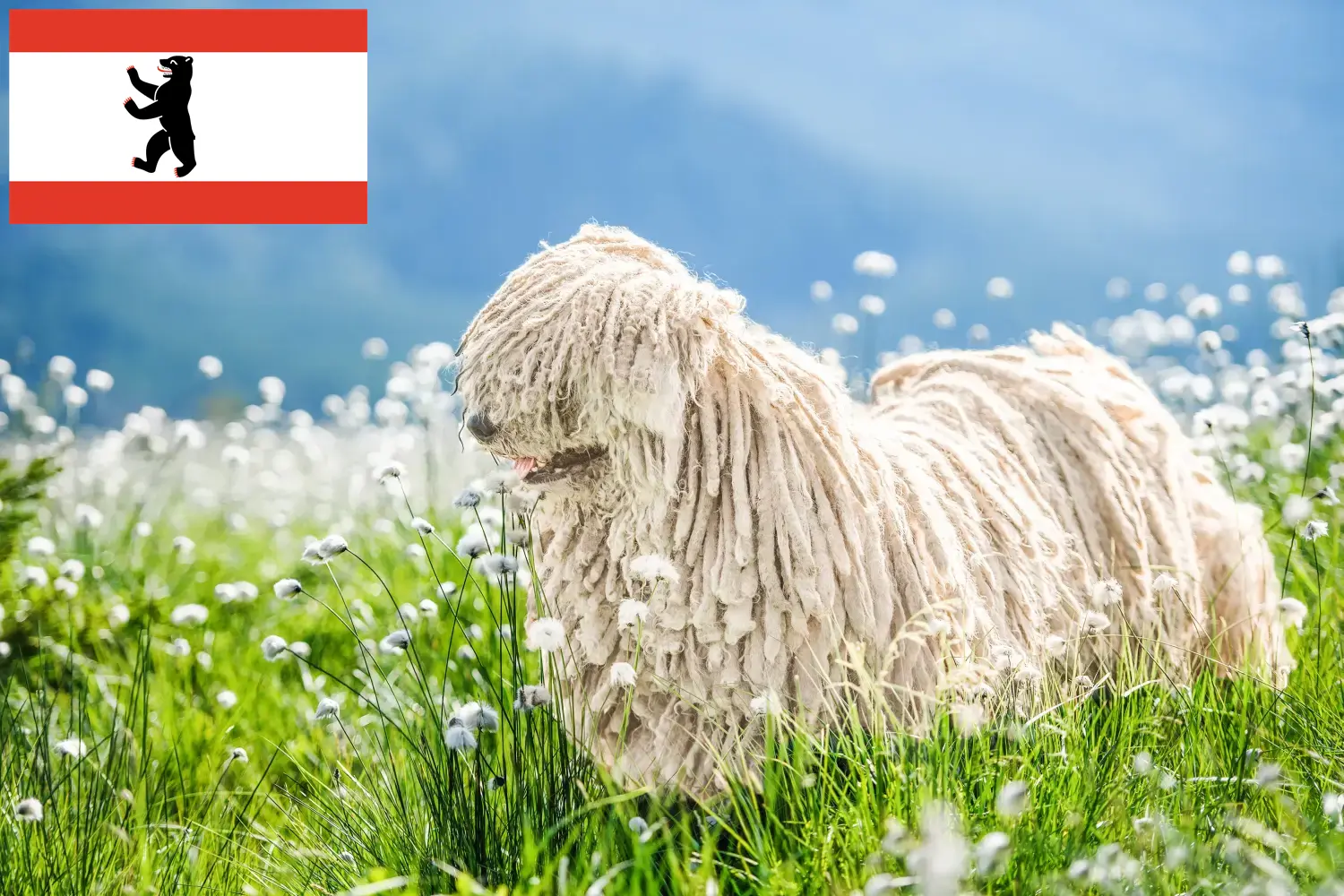 Read more about the article Komondor criadores e cachorros em Berlim