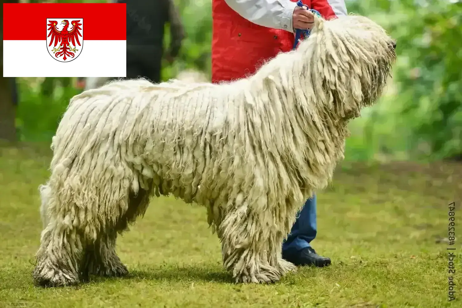 Read more about the article Komondor criadores e cachorros em Brandenburg