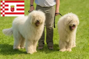 Read more about the article Komondor criadores e cachorros em Bremen