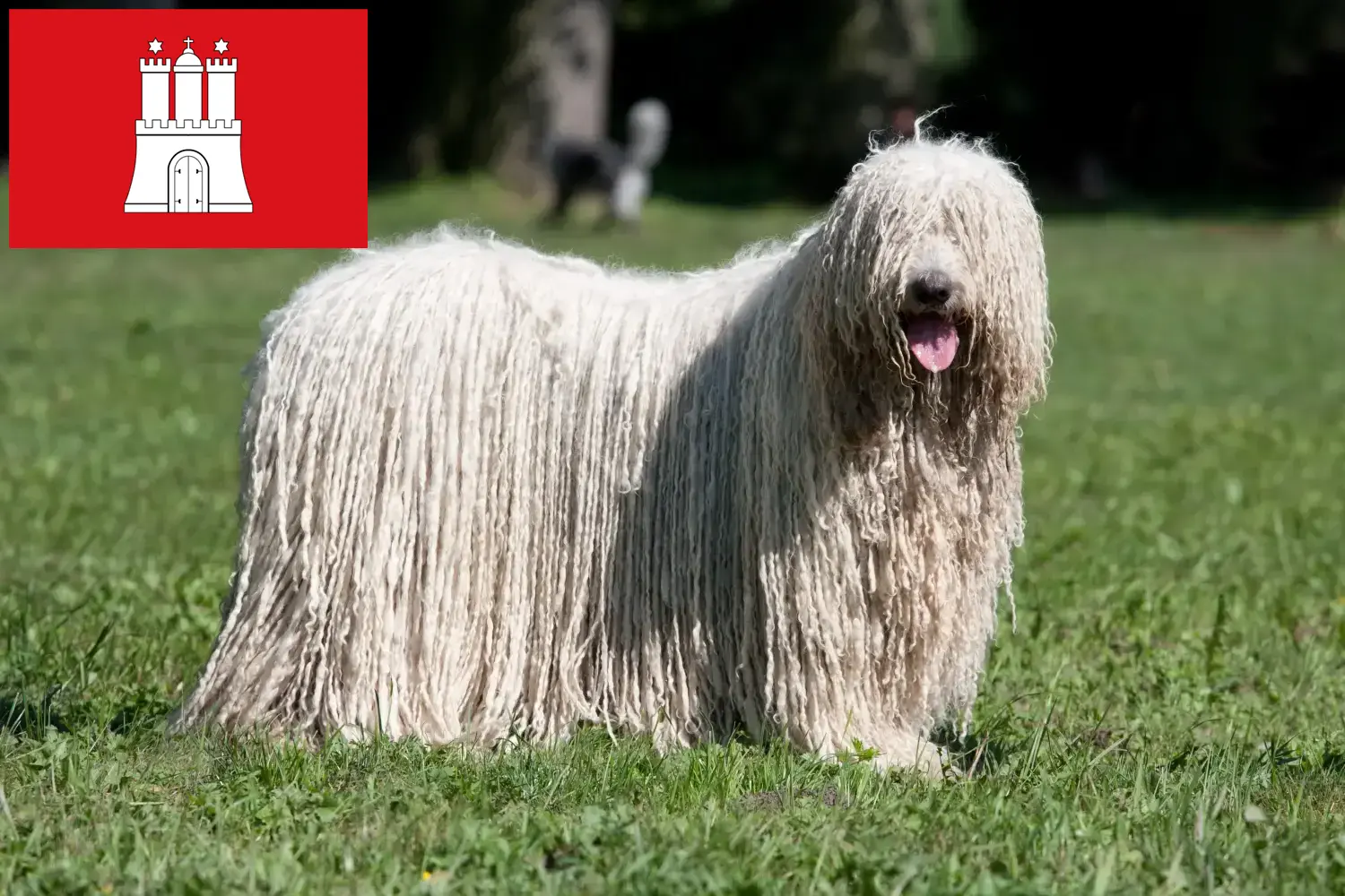 Read more about the article Komondor criadores e cachorros em Hamburgo