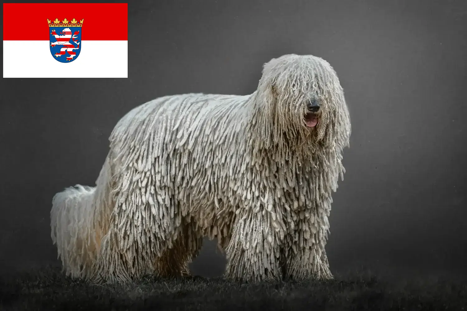 Read more about the article Komondor criadores e cachorros em Hessen