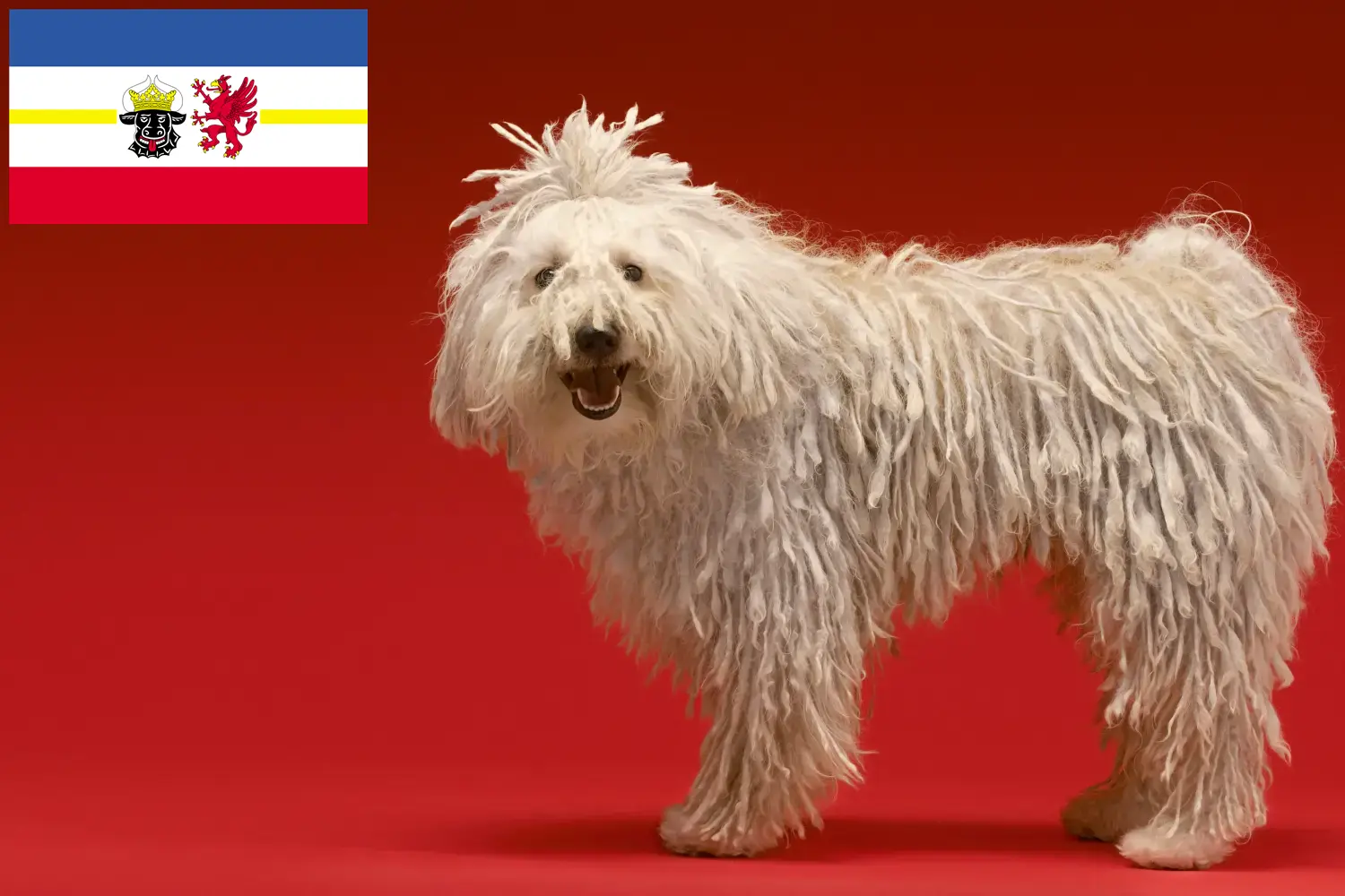 Read more about the article Criadores de Komondor e cachorros em Mecklenburg-Vorpommern