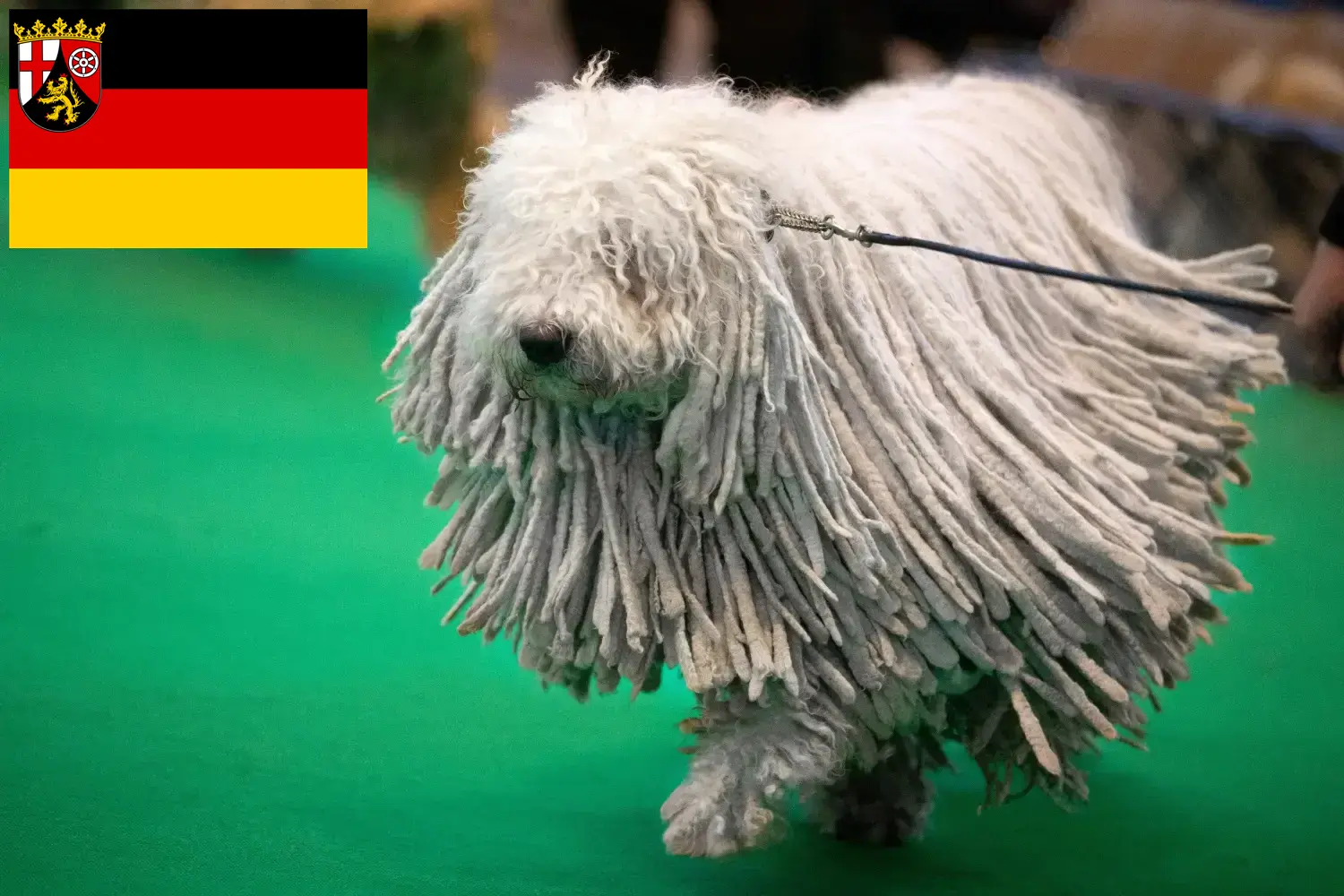 Read more about the article Criadores de Komondor e cachorros em Renânia-Palatinado