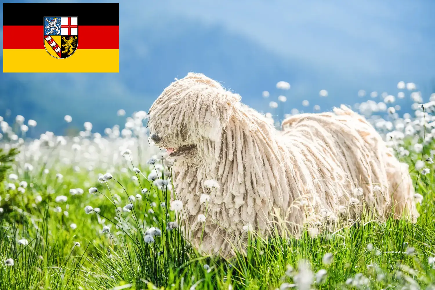 Read more about the article Komondor criadores e cachorros em Saarland