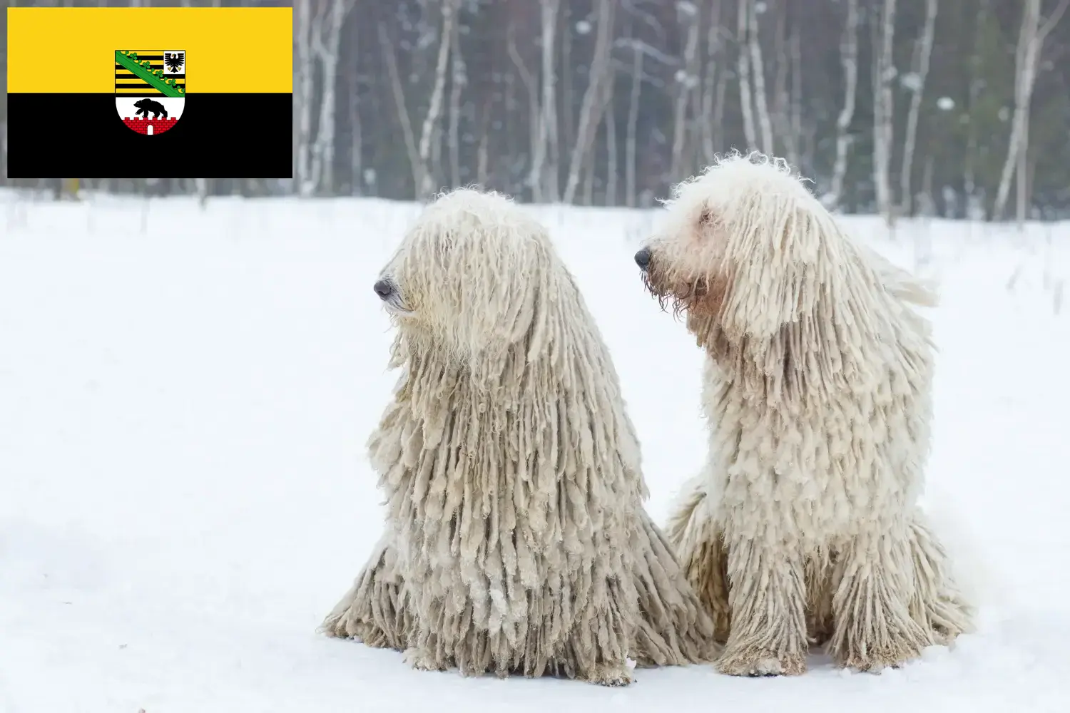 Read more about the article Criadores de Komondor e cachorros em Saxónia-Anhalt