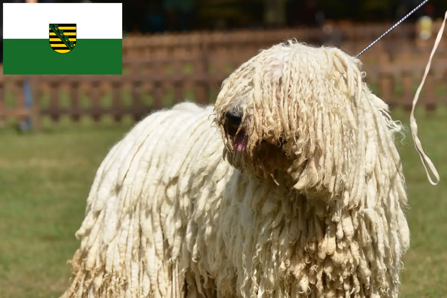 Read more about the article Criadores de Komondor e cachorros em Saxónia