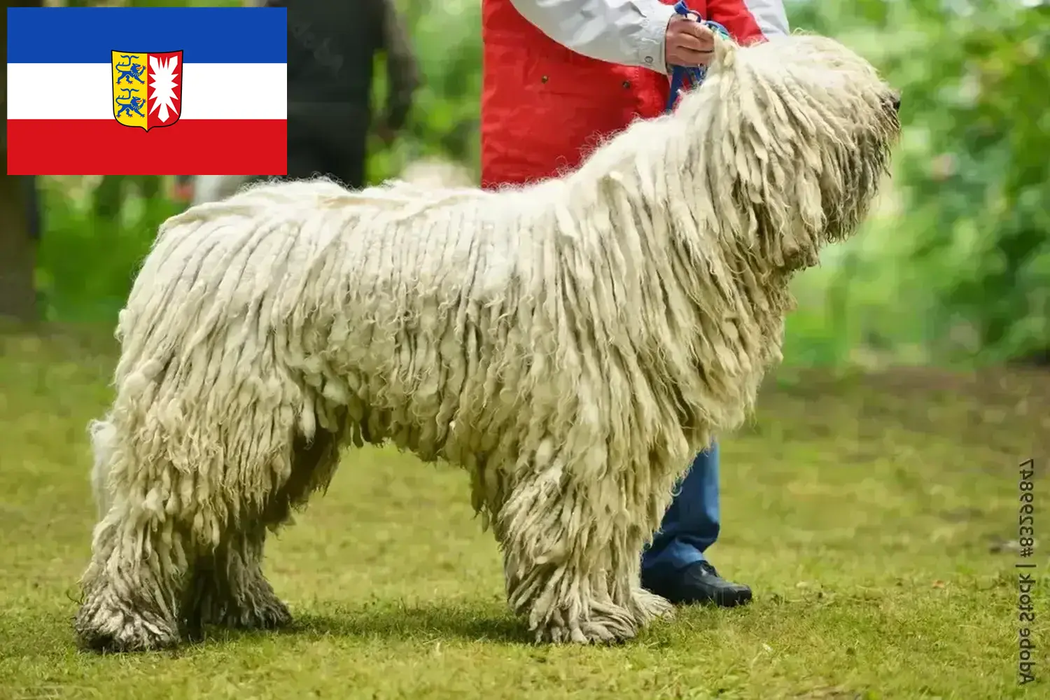 Read more about the article Criadores de Komondor e cachorros em Schleswig-Holstein