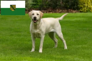 Read more about the article Criadores de Labrador e cachorros em Saxónia
