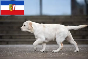 Read more about the article Criadores de Labrador e cachorros em Schleswig-Holstein