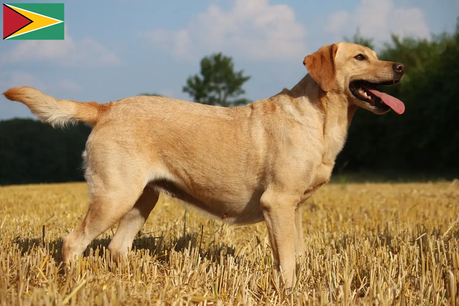 Read more about the article Criadores de Labrador e cachorros na Guiana