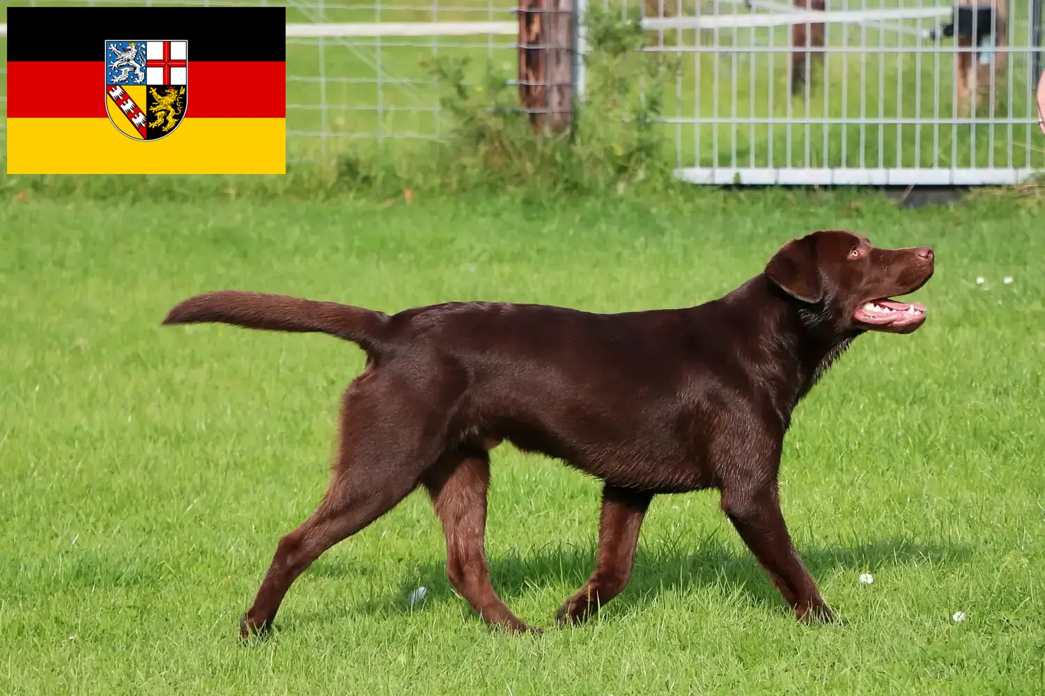 Read more about the article Criadores de Labrador e cachorros em Saarland
