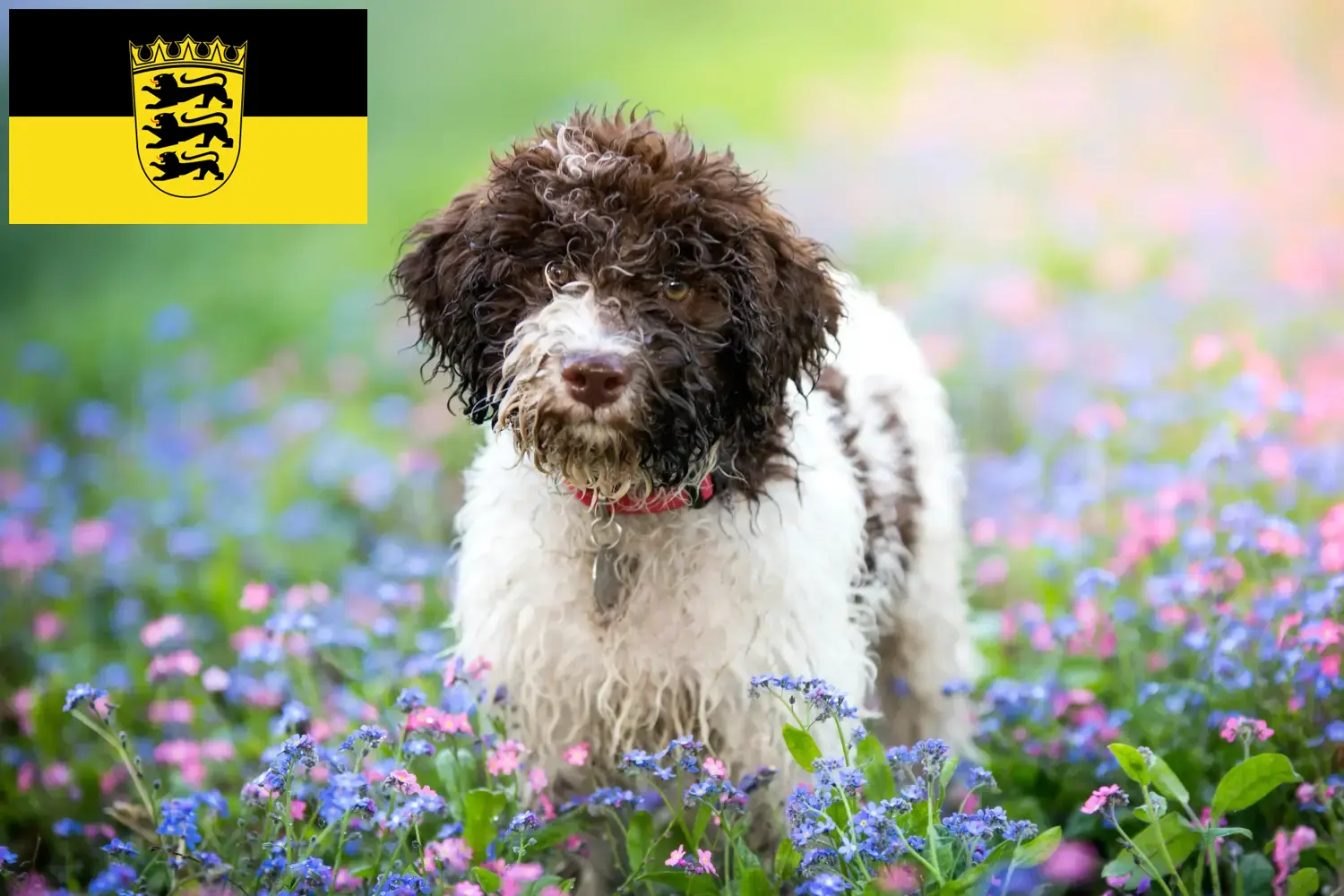 Read more about the article Criadores de Lagotto Romagnolo e cachorros em Baden-Württemberg