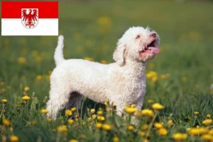 Read more about the article Lagotto Romagnolo criadores e cachorros em Brandenburg