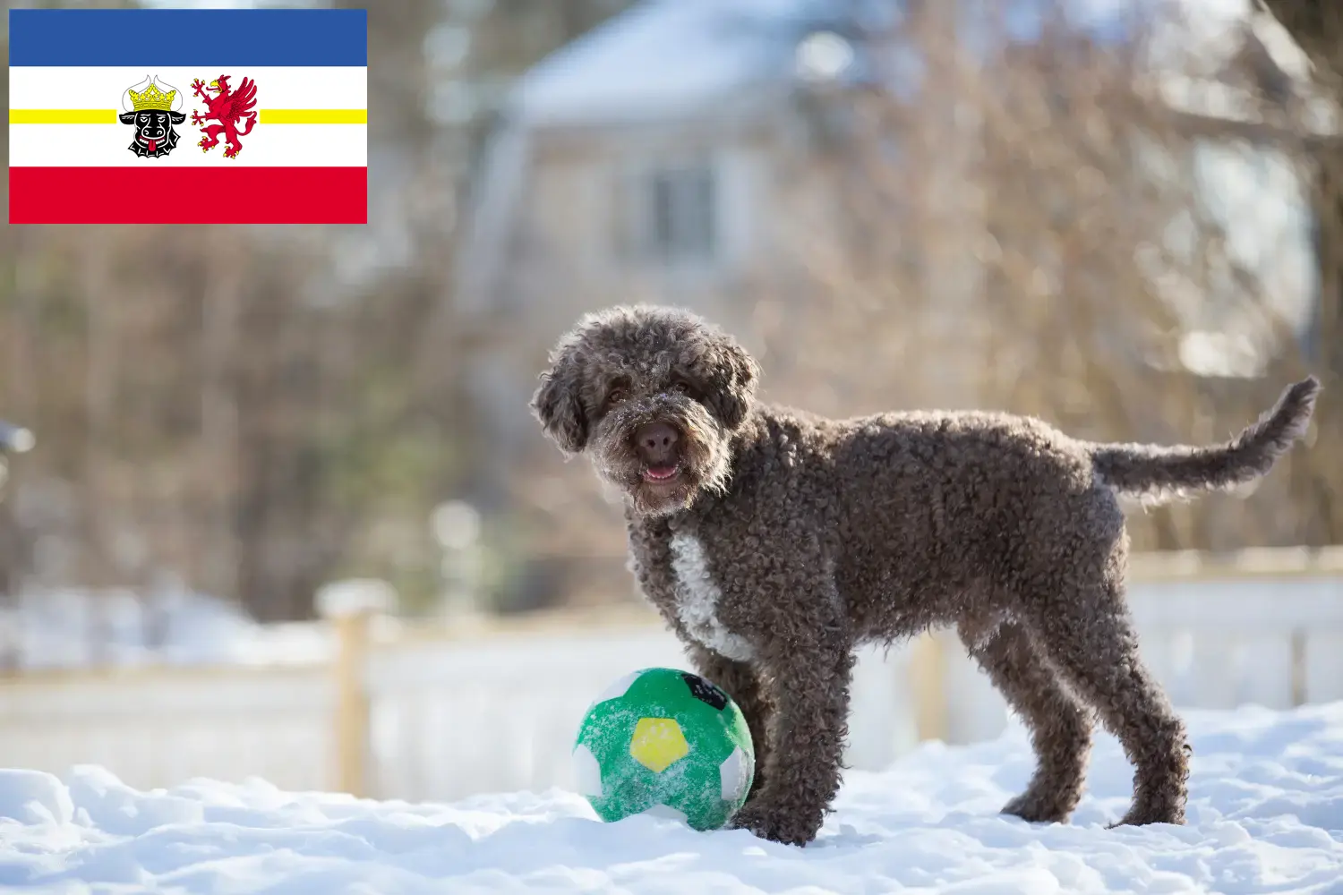 Read more about the article Criadores de Lagotto Romagnolo e cachorros em Mecklenburg-Vorpommern