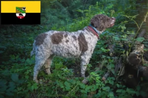 Read more about the article Criadores de Lagotto Romagnolo e cachorros na Saxónia-Anhalt