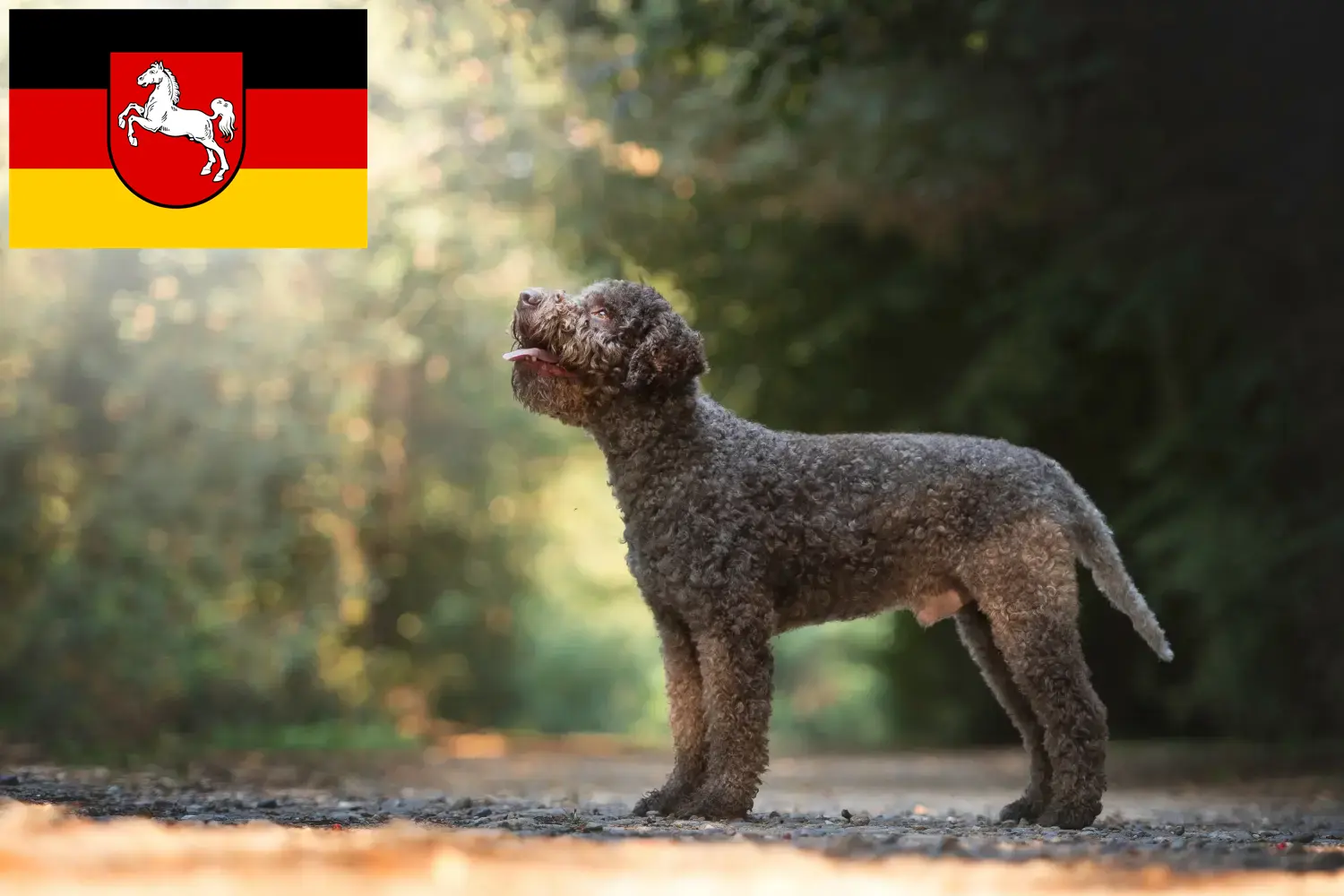 Read more about the article Criadores de Lagotto Romagnolo e cachorros na Baixa Saxónia