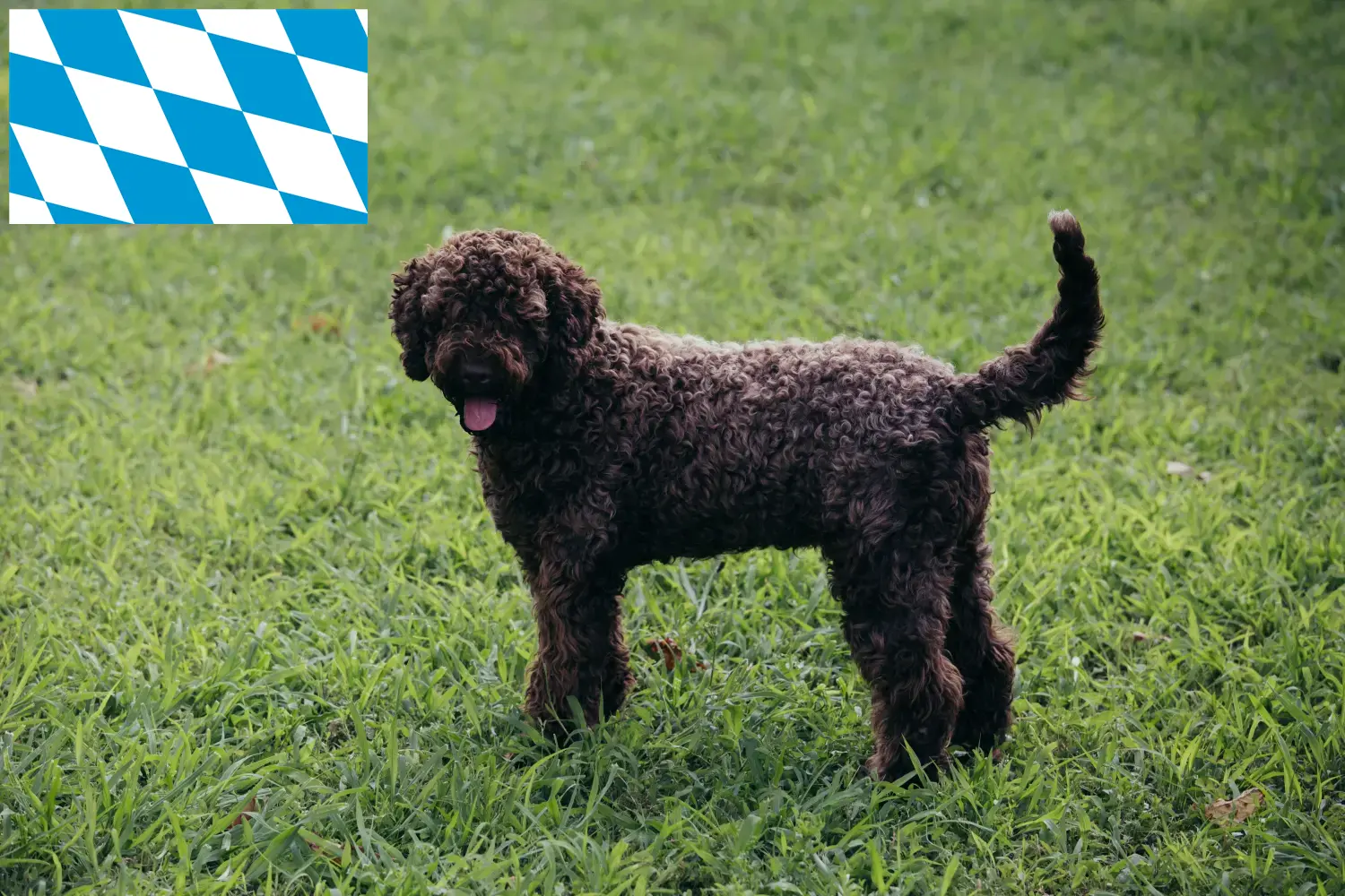 Read more about the article Lagotto Romagnolo criadores e cachorros na Baviera