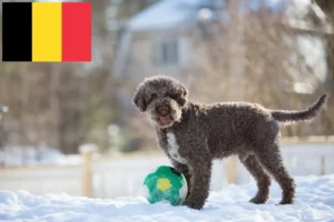 Read more about the article Lagotto Romagnolo criadores e cachorros na Bélgica