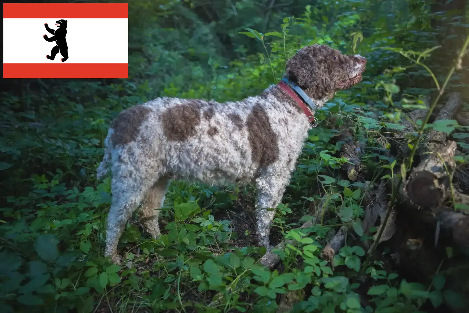 Read more about the article Lagotto Romagnolo criadores e cachorros em Berlim