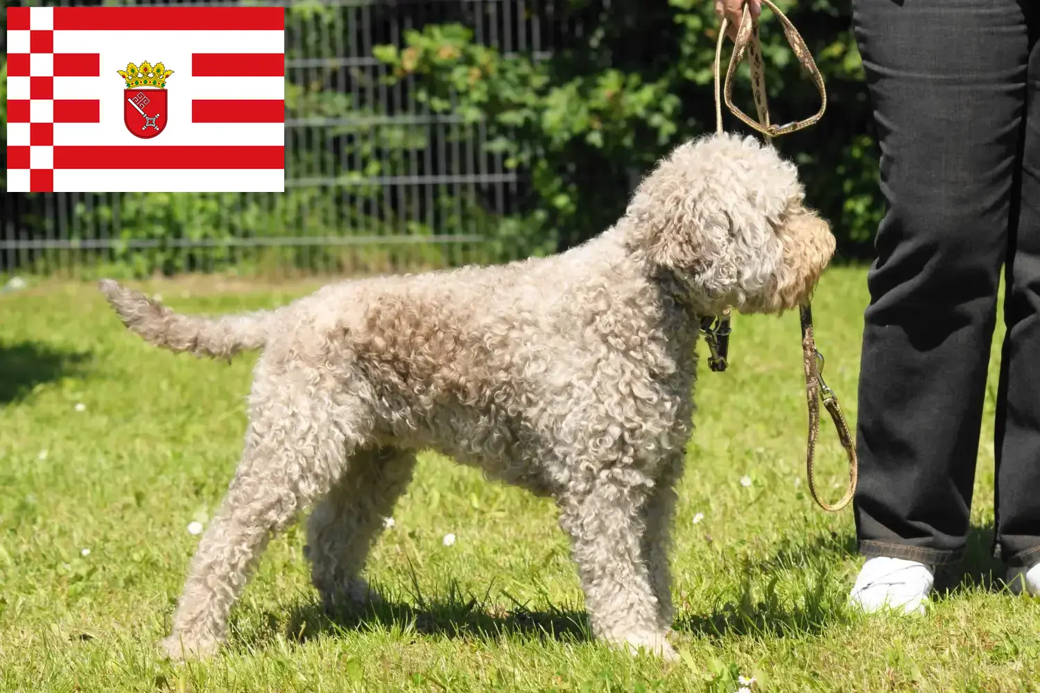 Read more about the article Lagotto Romagnolo criadores e cachorros em Bremen