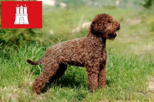 Read more about the article Lagotto Romagnolo criadores e cachorros em Hamburgo