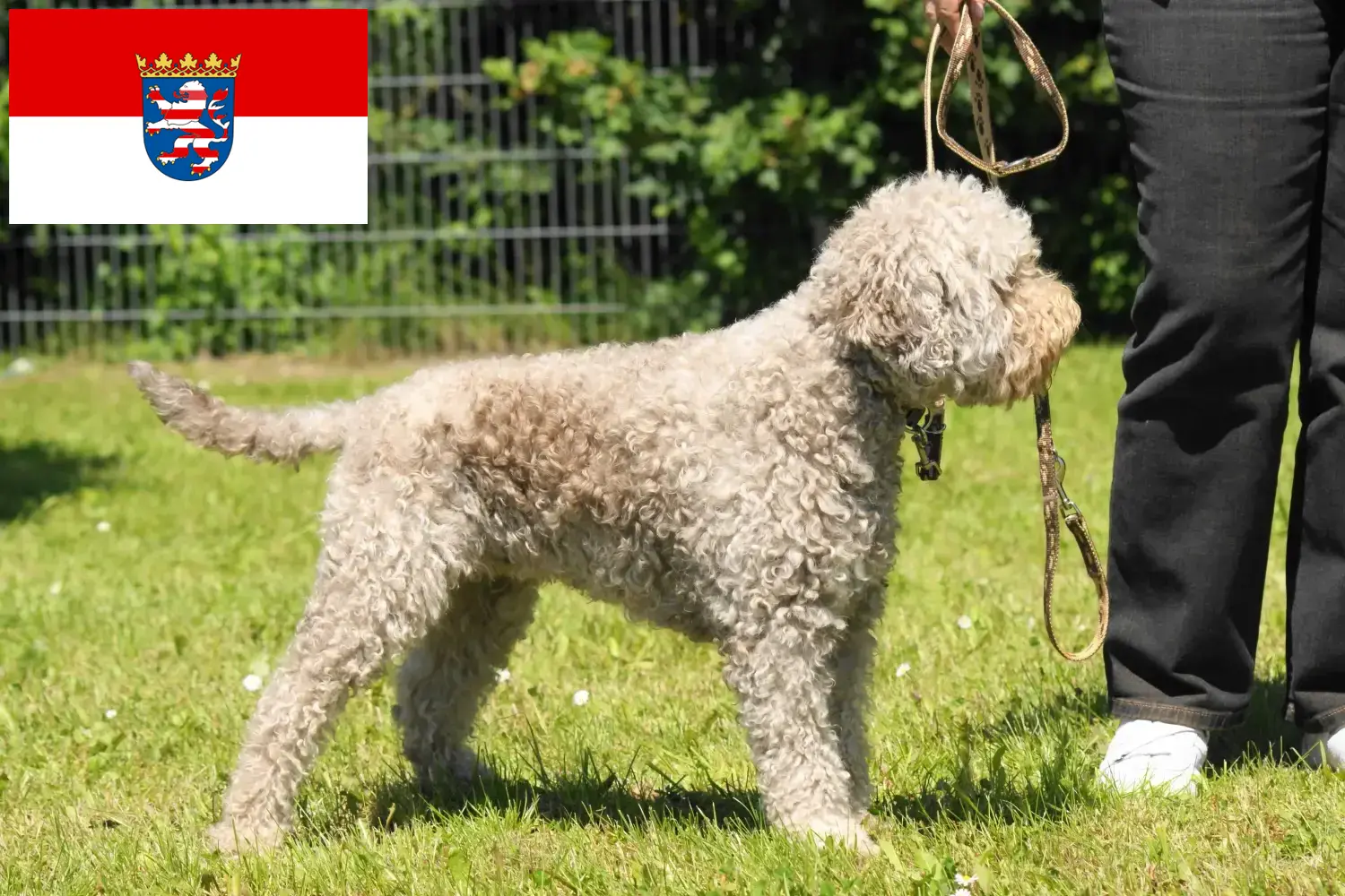 Read more about the article Lagotto Romagnolo criadores e cachorros em Hessen